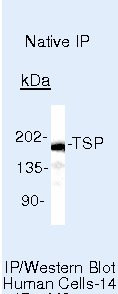 Thrombospondin 1 Antibody in Immunoprecipitation (IP)