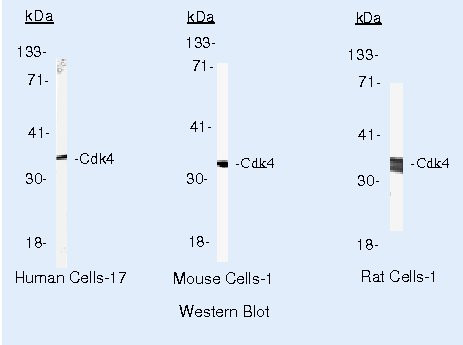Cdk4 Antibody in Western Blot (WB)