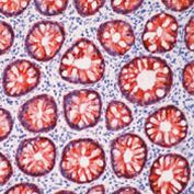 MFGE8 (Lactadherin) Antibody in Immunohistochemistry (Paraffin) (IHC (P))