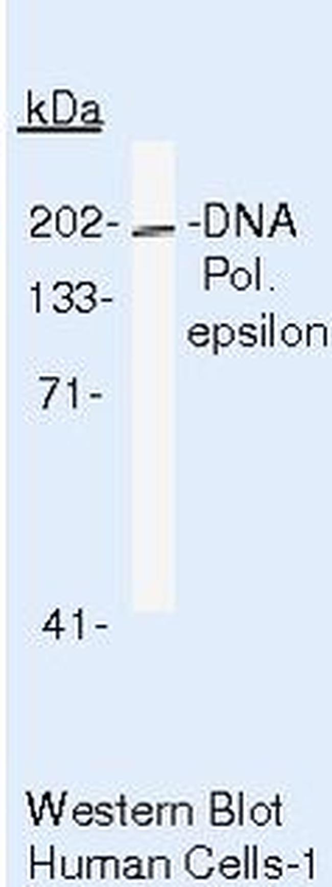 POLE Antibody in Western Blot (WB)