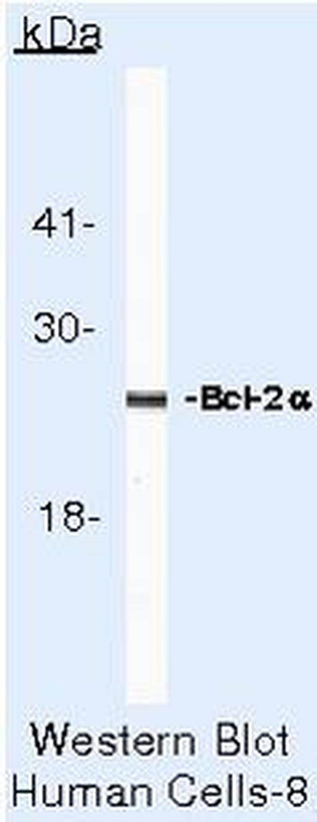 Bcl-2 Antibody in Western Blot (WB)