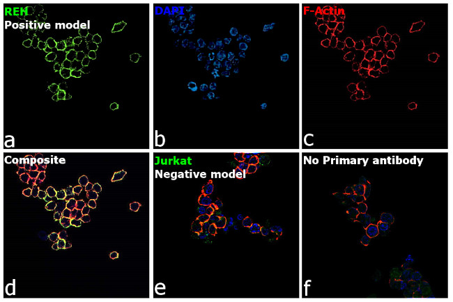 INSR alpha Antibody in Immunocytochemistry (ICC/IF)