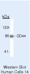 CD44 Antibody in Western Blot (WB)