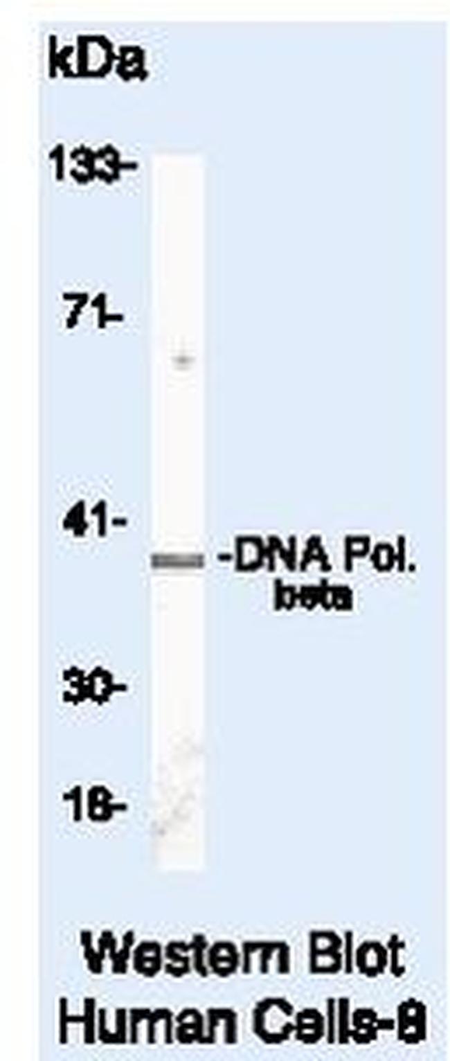 POLB Antibody in Western Blot (WB)