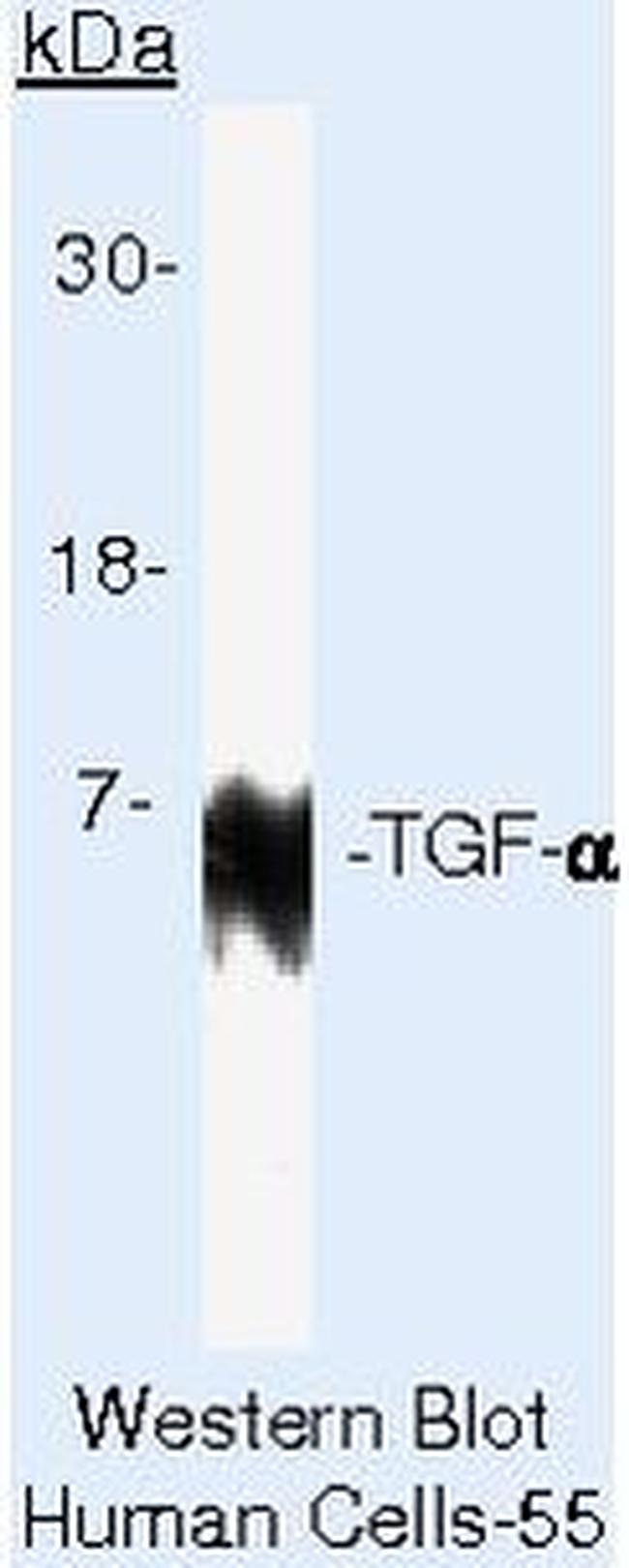 TGF alpha Antibody in Western Blot (WB)