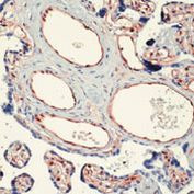 Moesin Antibody in Immunohistochemistry (Paraffin) (IHC (P))