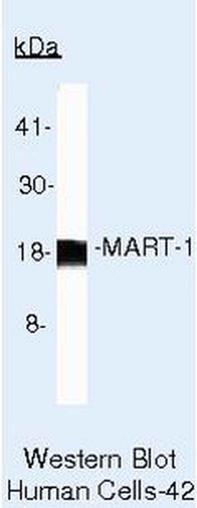 Melan-A Antibody in Western Blot (WB)