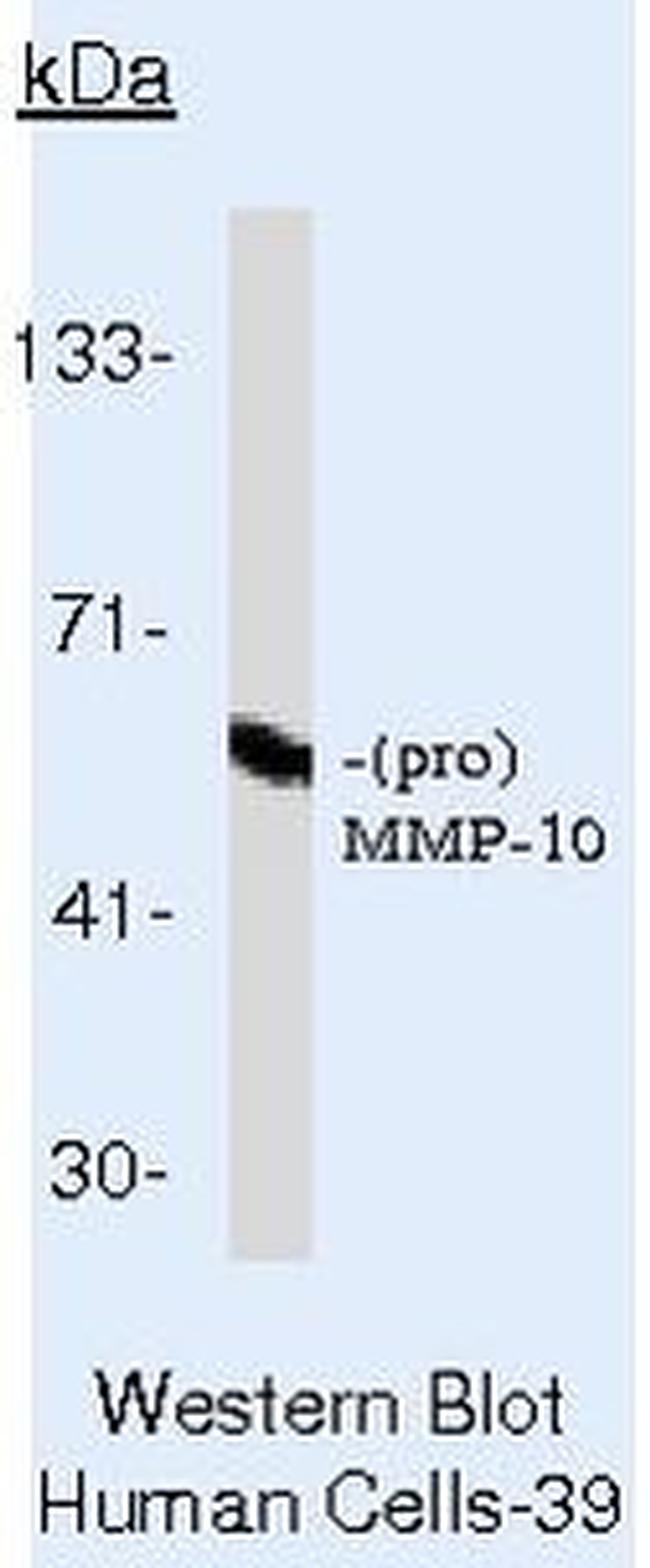 MMP10 Antibody in Western Blot (WB)