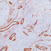 Laminin beta-2/gamma-1 Antibody in Immunohistochemistry (Frozen) (IHC (F))