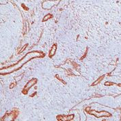 Laminin beta-2/gamma-1 Antibody in Immunohistochemistry (Frozen) (IHC (F))