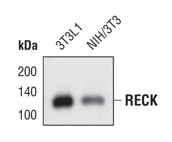 RECK Antibody in Western Blot (WB)