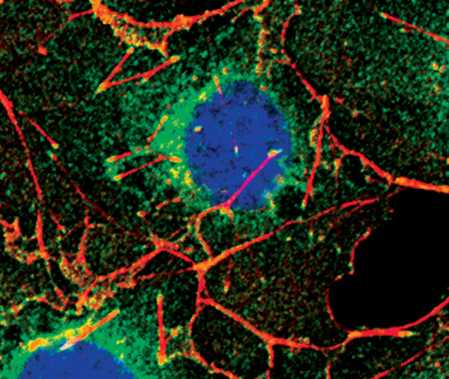 LPP Antibody in Immunocytochemistry (ICC/IF)
