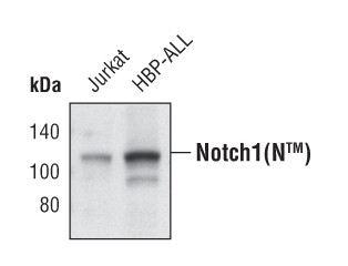 Notch1 Antibody in Western Blot (WB)