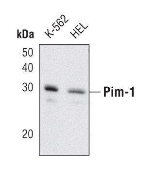 PIM1 Antibody in Western Blot (WB)