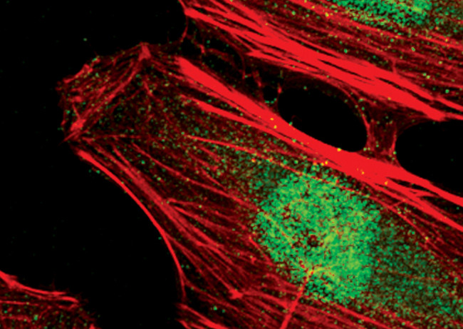 NUTF2 Antibody in Immunocytochemistry (ICC/IF)