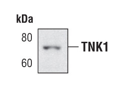 TNK1 Antibody in Western Blot (WB)
