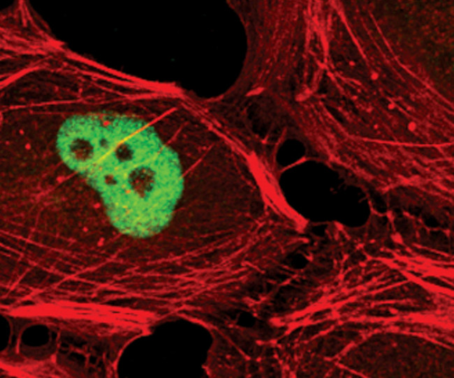 EHMT2 Antibody in Immunocytochemistry (ICC/IF)