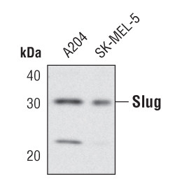 Slug Antibody in Western Blot (WB)