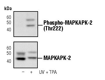 Phospho-MAPKAPK2 (Thr222) Antibody in Western Blot (WB)