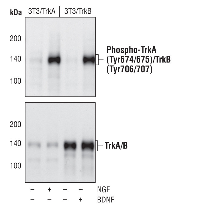 Phospho-TrkA/TrkB (Tyr674, Tyr675, Tyr706, Tyr707) Antibody in Western Blot (WB)