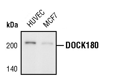 DOCK1 Antibody in Western Blot (WB)