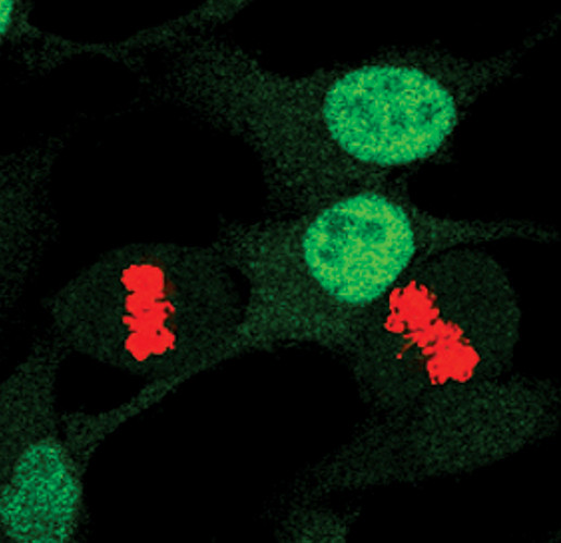 Phospho-CDK1 (Tyr15) Antibody in Immunocytochemistry (ICC/IF)