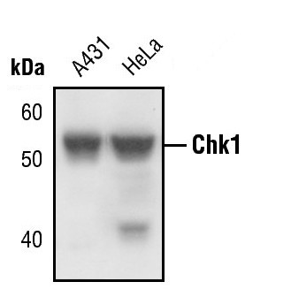 Chk1 Antibody in Western Blot (WB)