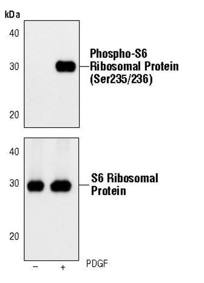 Phospho-S6 (Ser235, Ser236) Antibody