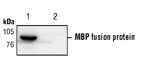 MBP/Maltose Binding Protein Antibody in Western Blot (WB)