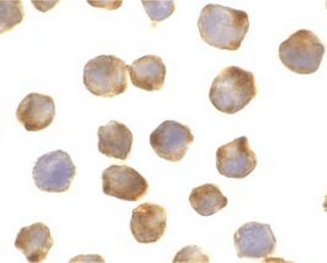 APAF1 Antibody in Immunocytochemistry (ICC/IF)