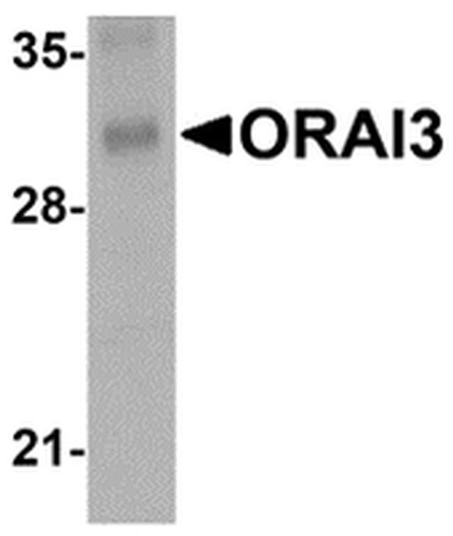 ORAI3 Antibody in Western Blot (WB)