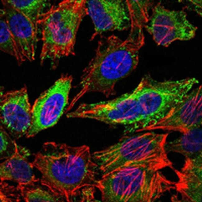 CD338 / ABCG2 Antibody in Immunocytochemistry (ICC/IF)