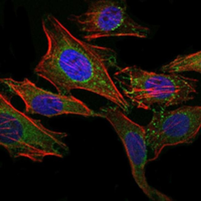 CD338 (ABCG2) Antibody in Immunocytochemistry (ICC/IF)