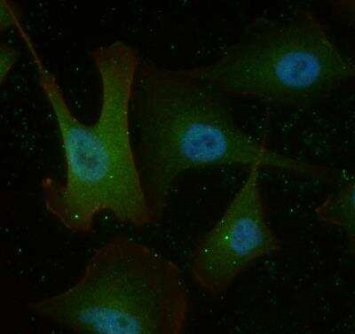 TNFRSF11B Antibody in Immunocytochemistry (ICC/IF)