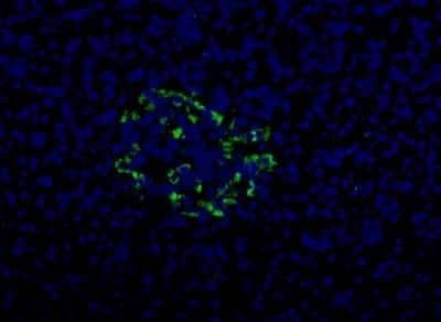 HPa2 Antibody in Immunocytochemistry (ICC/IF)