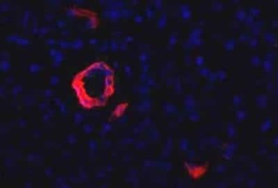PD-1 Antibody in Immunocytochemistry (ICC/IF)