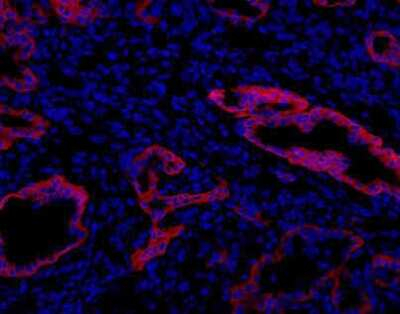 Oval Cell Marker Antibody in Immunohistochemistry (Frozen) (IHC (F))