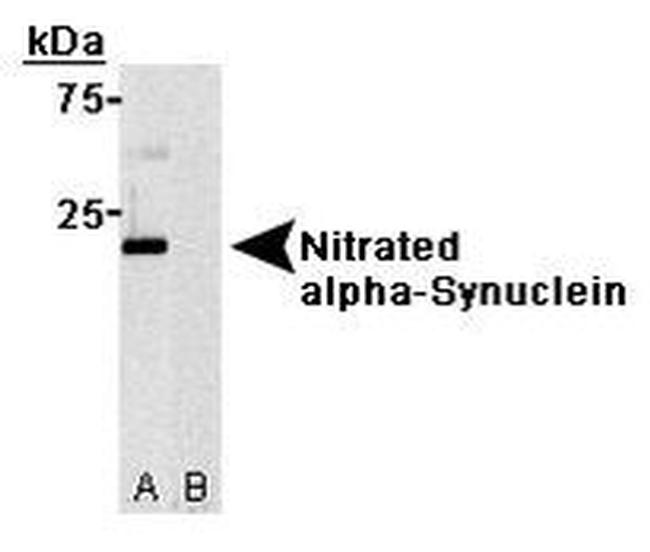 Nitrated-alpha Synuclein (Tyr125, Tyr133) Antibody in Western Blot (WB)