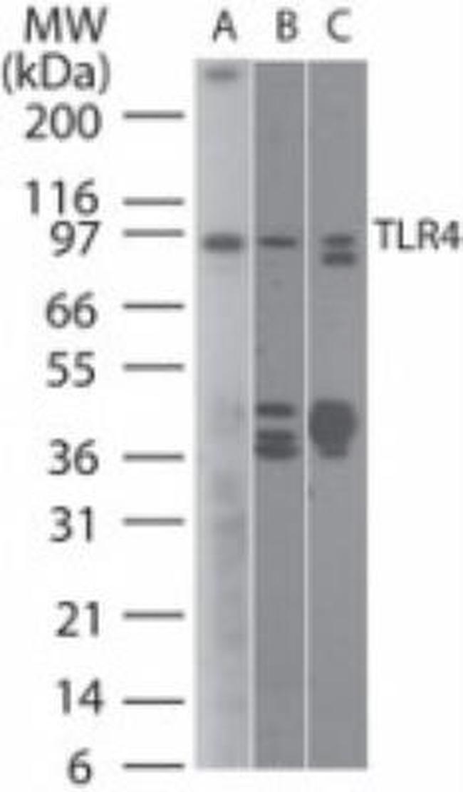TLR4 Antibody in Western Blot (WB)