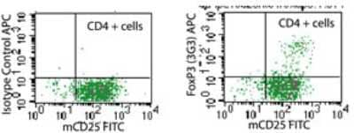 FOXP3 Antibody in Flow Cytometry (Flow)