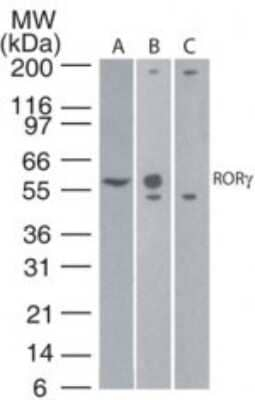 ROR gamma Antibody in Western Blot (WB)