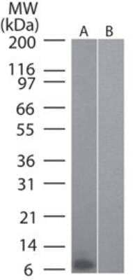 MIP-3 alpha Antibody in Western Blot (WB)