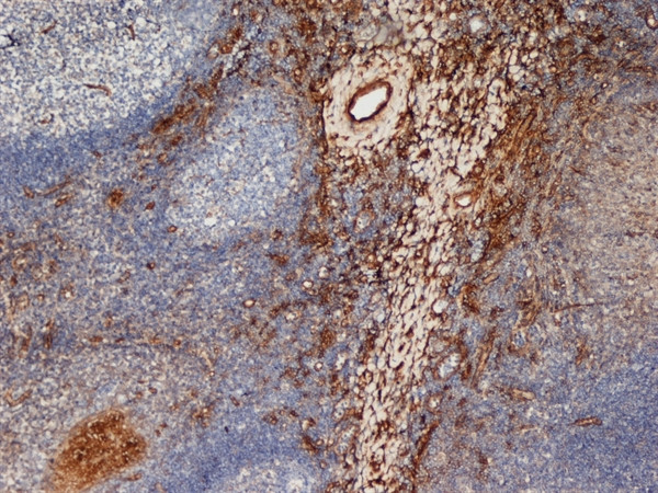 CD206 Antibody in Immunohistochemistry (Frozen) (IHC (F))