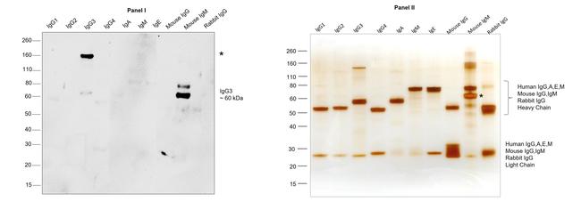 Human IgG3 (Hinge region) Secondary Antibody in Western Blot (WB)