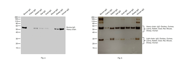 Bovine IgG (H+L) Secondary Antibody in Western Blot (WB)