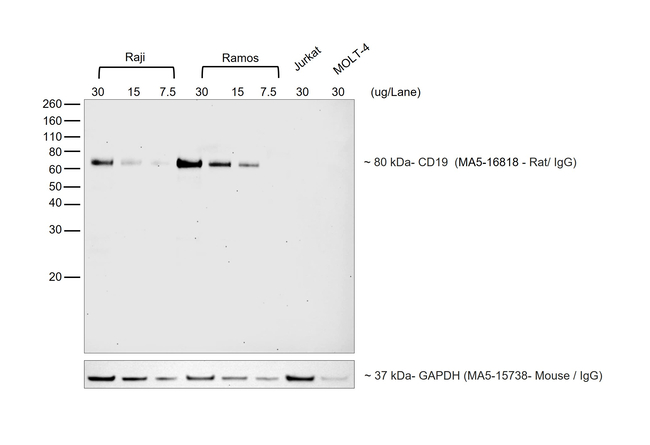 Rat IgG2a (Heavy chain) Secondary Antibody in Western Blot (WB)