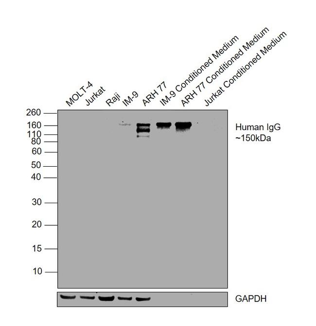 Human IgG Fc (CH2 domain) Secondary Antibody in Western Blot (WB)