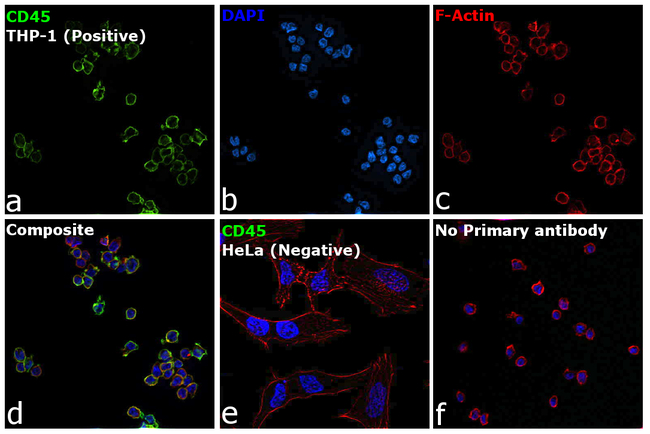 CD45 Antibody in Immunocytochemistry (ICC/IF)