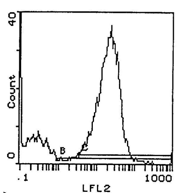 I-Ak Antibody in Flow Cytometry (Flow)