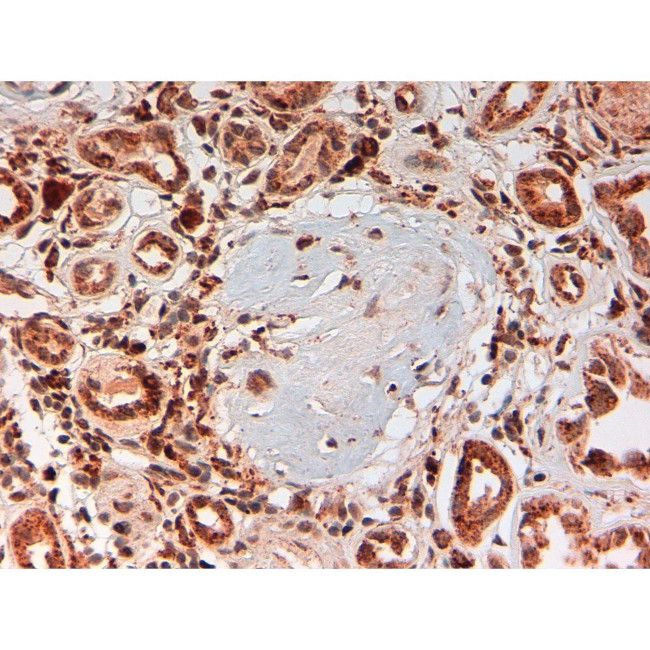 Complement C4d Antibody in Immunohistochemistry (Paraffin) (IHC (P))